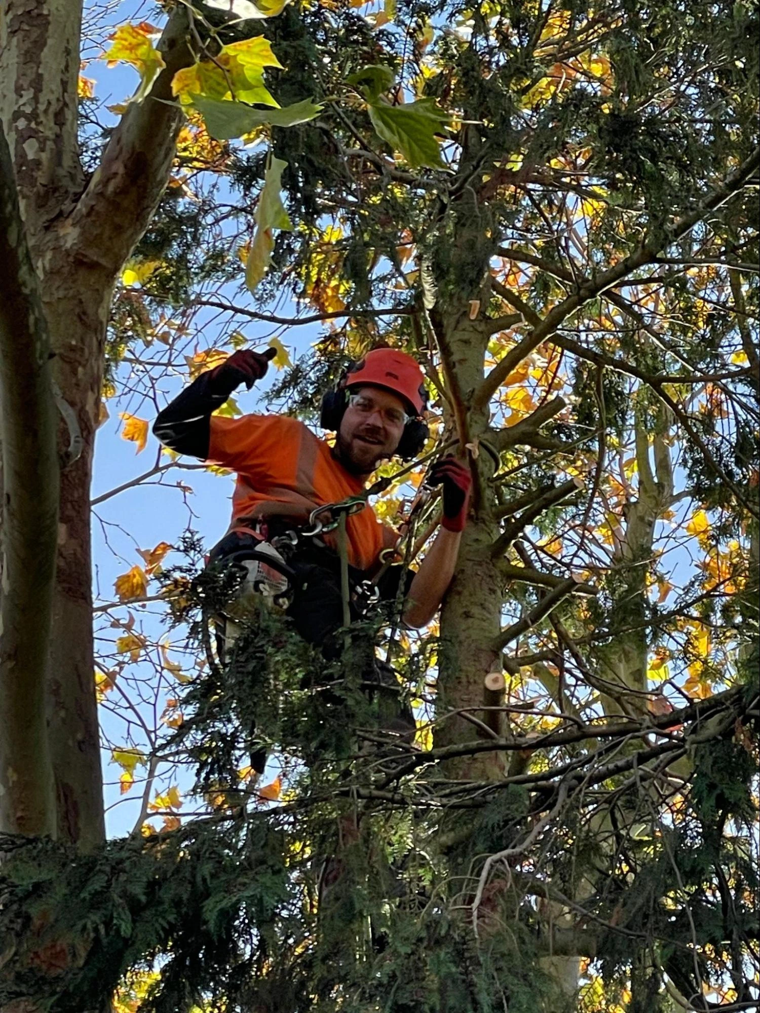 Waltham Cross Tree Care Experts